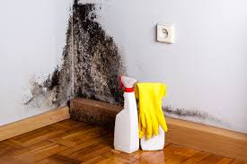 Best Residential Mold Inspection & Testing  in , FL